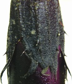 c0139375_17281599.jpg