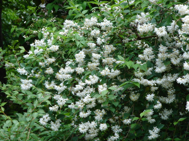 Ｎｏ．0329　一ヶ月半後の赤塚植物園②　木の花_f0104277_5225221.jpg