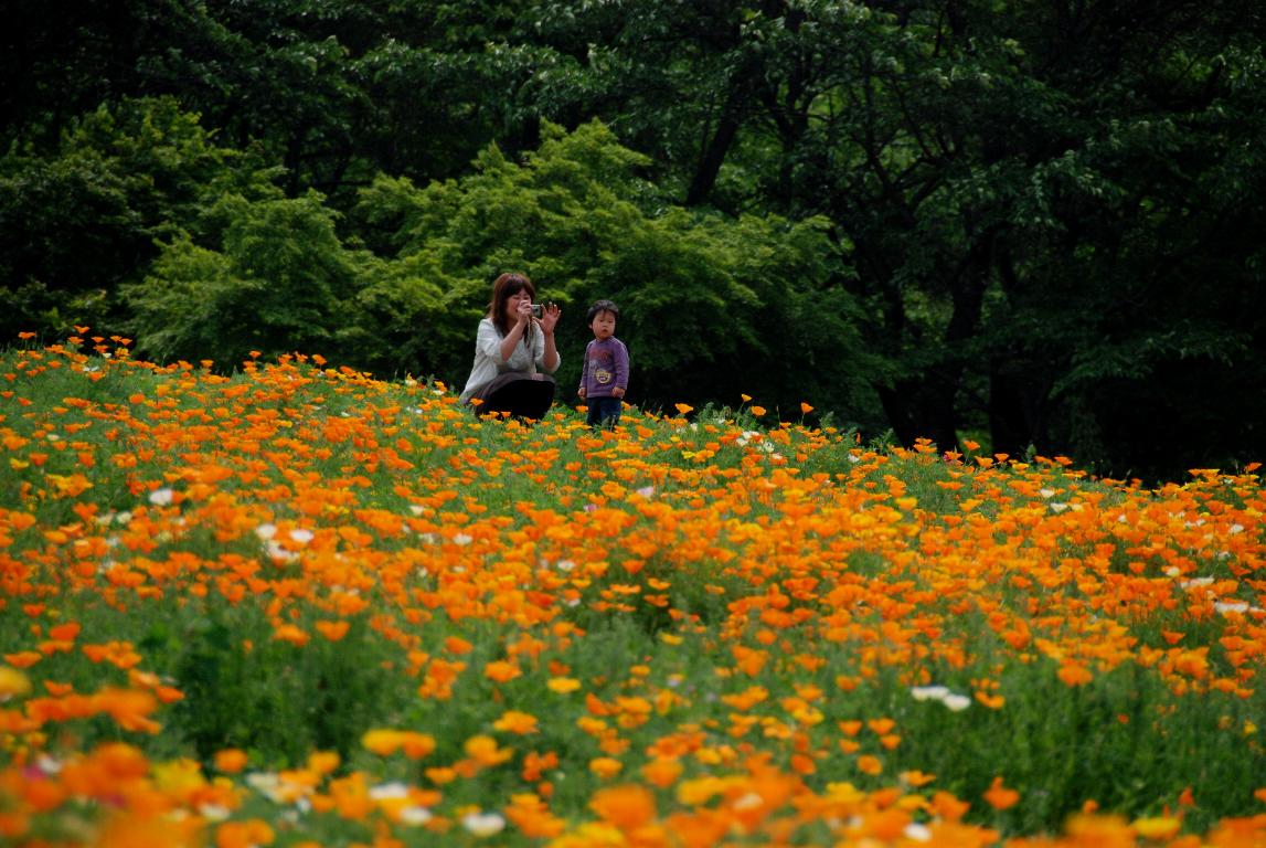 花の里長瀞のハナビシソウ_e0124594_21215364.jpg