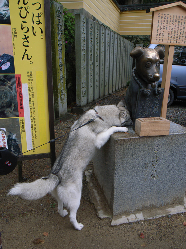 へんろ外伝しゅらしゅしゅしゅっ！　４月２４日　その１_c0049299_20335424.jpg