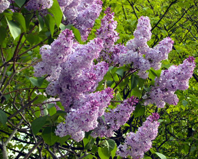 f0165224_1822414.jpg