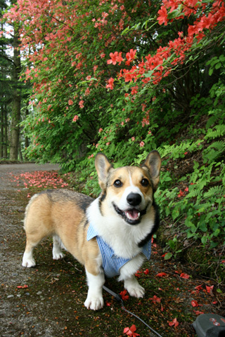 秩父の美の山公園に行きました♪_e0071225_14395449.jpg