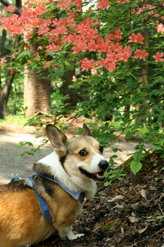 秩父の美の山公園に行きました♪_e0071225_14442246.jpg