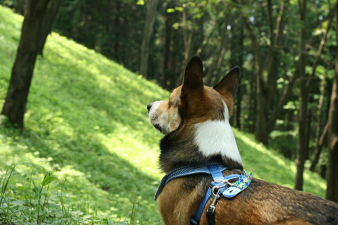 秩父の美の山公園に行きました♪_e0071225_1446940.jpg