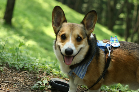 秩父の美の山公園に行きました♪_e0071225_14485679.jpg