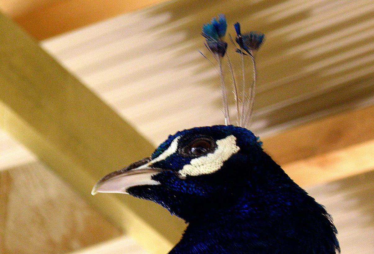 d0118729_20222529.jpg