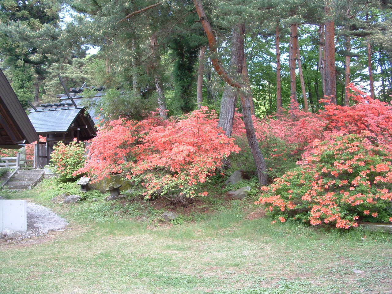 真田　御屋敷公園のつつじ_c0075932_21354264.jpg