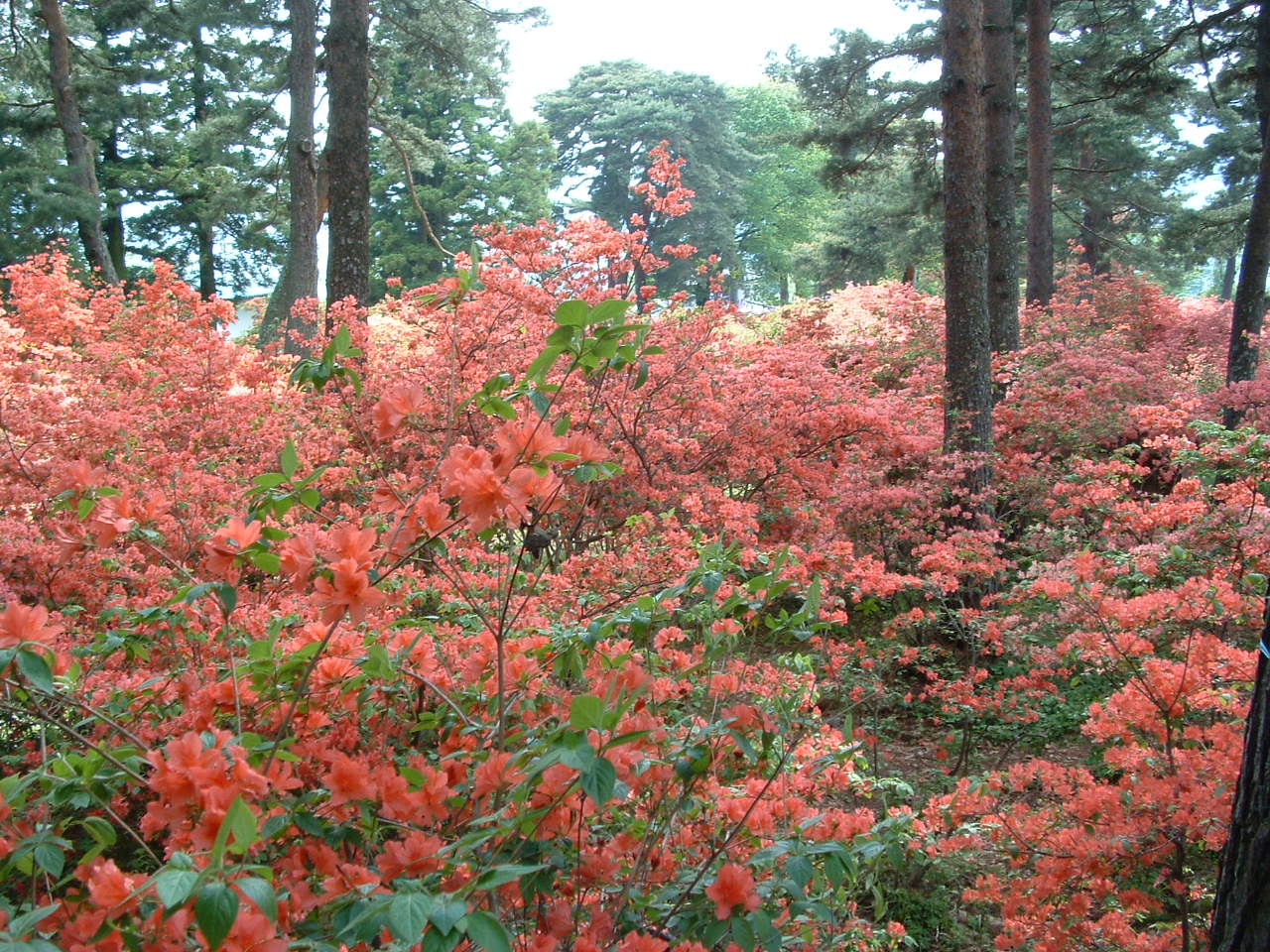 真田　御屋敷公園のつつじ_c0075932_21362265.jpg