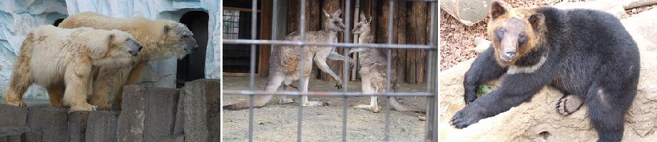 ☆　上野動物園　2008年3月　☆_e0103133_1839338.jpg