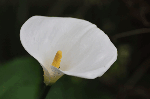 c0093046_8492565.gif