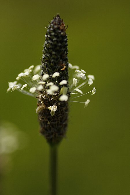 野の花_c0155950_2210491.jpg