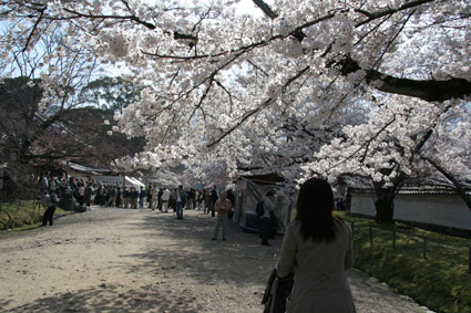 桜　醍醐寺_c0012454_21125478.jpg