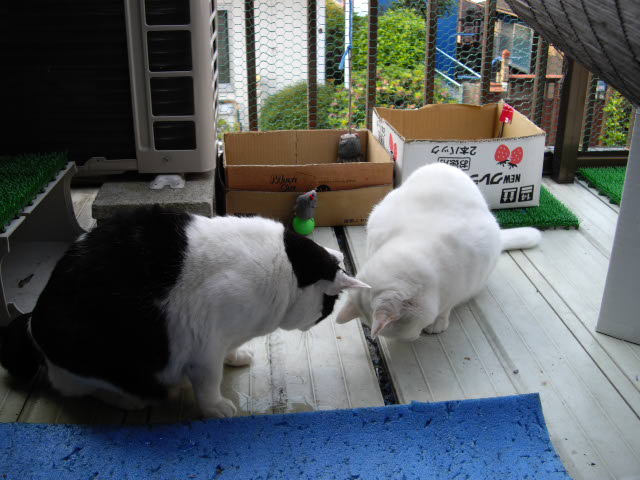 台風?ずいぶん降りました~_d0116059_11592297.jpg