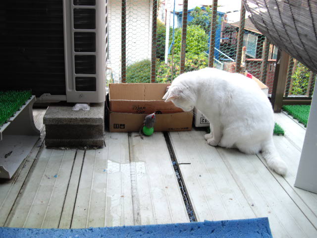 台風?ずいぶん降りました~_d0116059_1204056.jpg