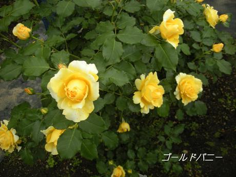 c0127460_02226.jpg