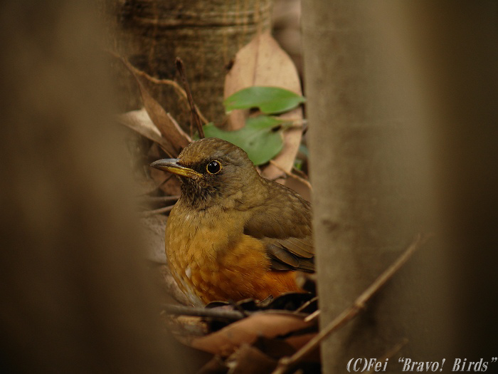 アカハラ　　Red-bellied (Brown) Thrush/ Turdus chrysolaus _b0069564_21352387.jpg