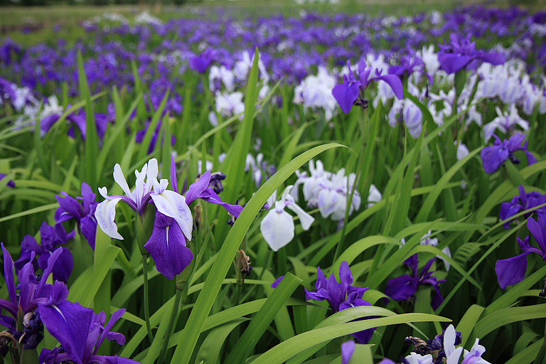 船頭平河川公園_f0129465_753183.jpg