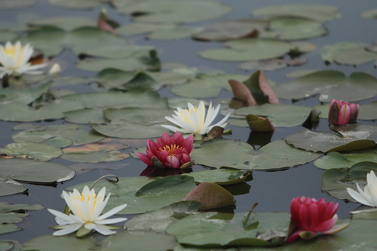 船頭平河川公園_f0129465_794998.jpg