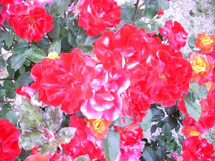 c0153173_51756.jpg