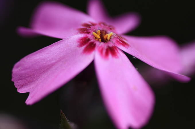 東藻琴の芝桜公園#01_b0127376_180487.jpg