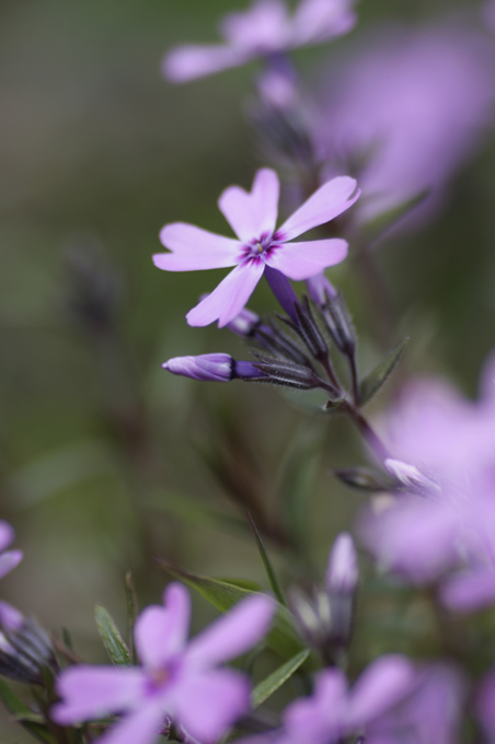 東藻琴の芝桜公園#01_b0127376_181516.jpg