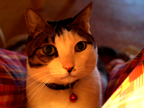 d0118876_0424591.jpg