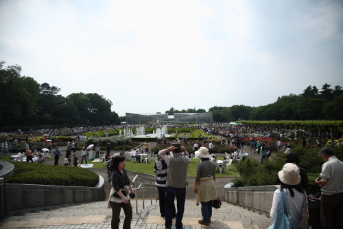 神代植物公園、薔薇満開_d0110380_20534613.jpg