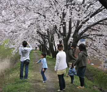 地元諏訪の桜_c0152883_025796.jpg