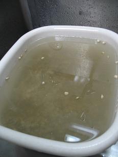 e0130185_20532173.jpg