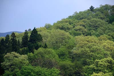 b0119190_2013520.jpg