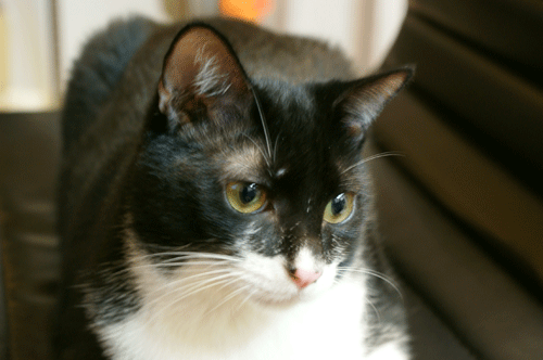 d0126492_4233030.gif