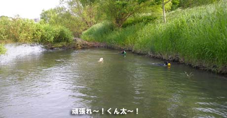 水泳部　ちっちゃいけど強敵現る！_f0114893_8204328.jpg