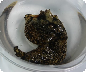 ウミウシ採り かりふらわの日記