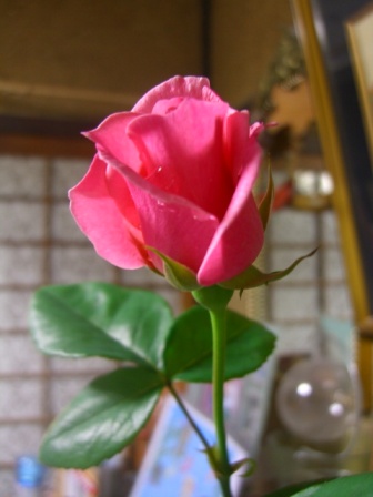 d0072395_12592817.jpg