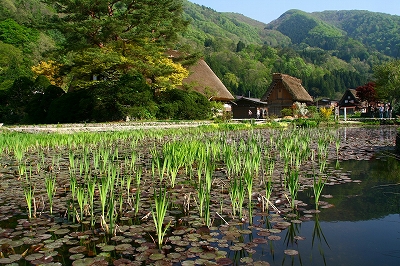 白川郷_c0132608_15223837.jpg