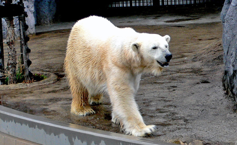 シロクマ園長。_e0024944_1115376.jpg
