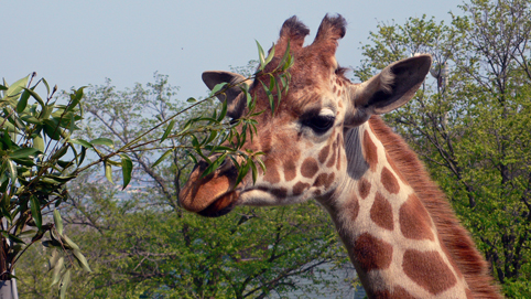 シロクマ園長。_e0024944_1122043.jpg