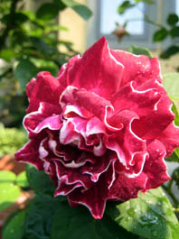 e0046446_12115376.jpg
