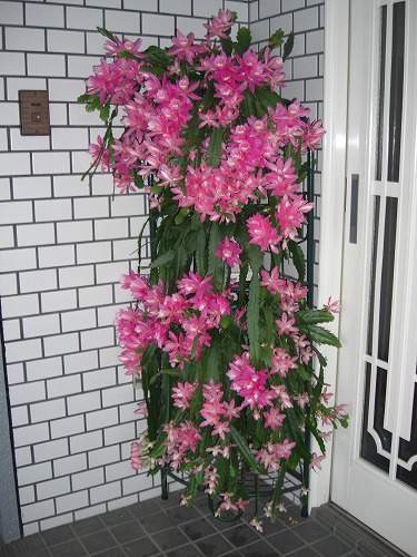 お客さんの家のサボテンの花_a0084753_13421671.jpg
