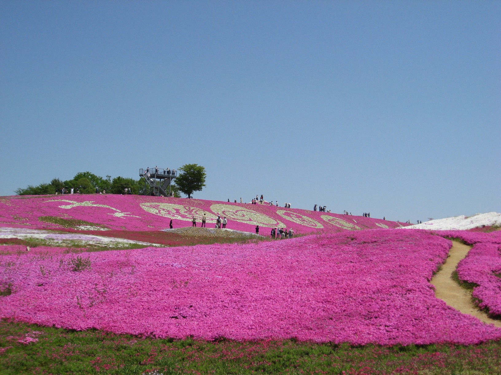 芝桜の世界_c0119457_1740247.jpg