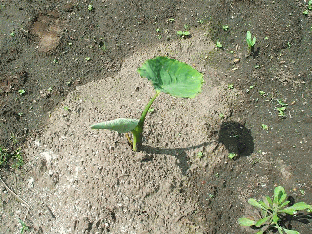 d0098363_4573385.gif