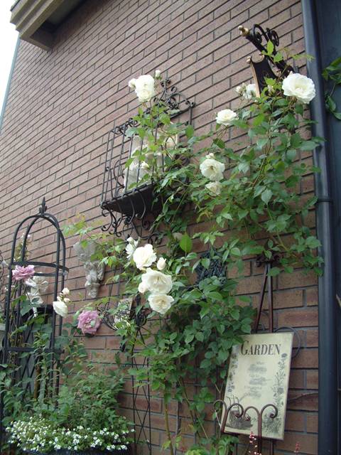 バラが咲き始めました~♥_f0029571_0474431.jpg