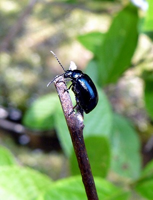 群青色が美しい ハンノキハムシ 蝶 チョウ ゆっくり歩き 千蟲譜物語