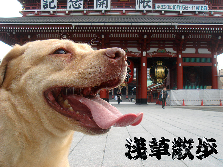 犬に引かれて浅草寺_b0091575_8135229.jpg