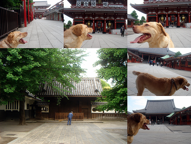 犬に引かれて浅草寺_b0091575_8574443.jpg