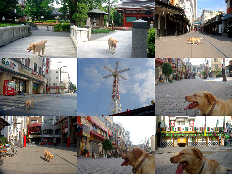 犬に引かれて浅草寺_b0091575_858174.jpg