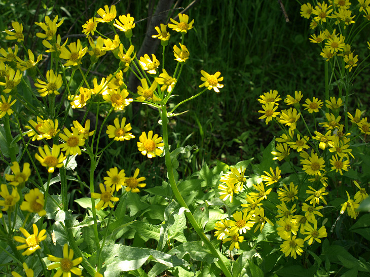 黄色い花いろいろ_a0096177_191290.jpg