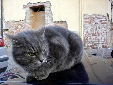 ネコとハムちゃん （Gatta e criceto） _d0006400_2221835.jpg