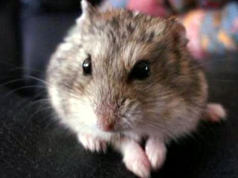 ネコとハムちゃん （Gatta e criceto） _d0006400_2225293.jpg