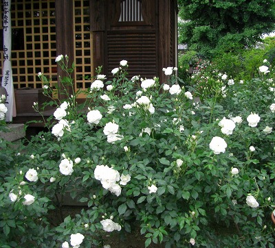 c0125501_1031790.jpg